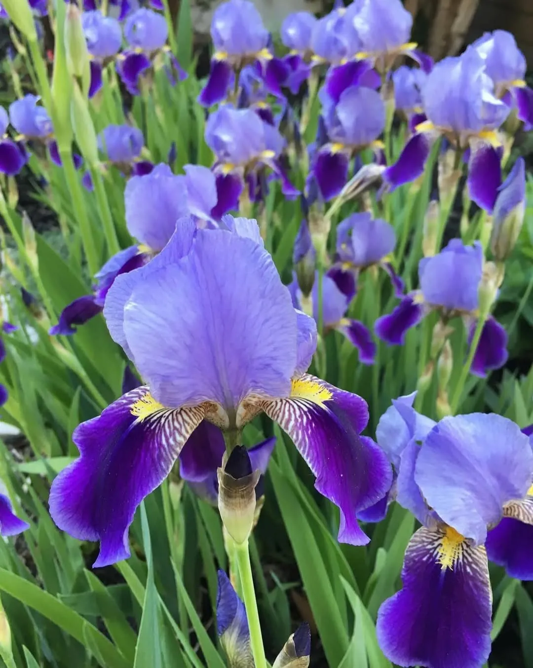 Winter Iris (Iris Unguicularis)
