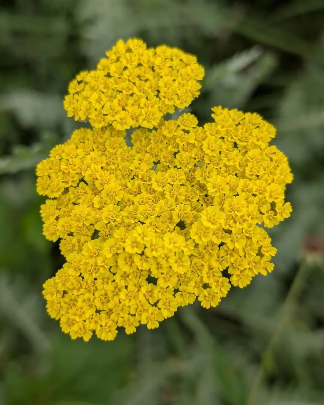 Yarrow