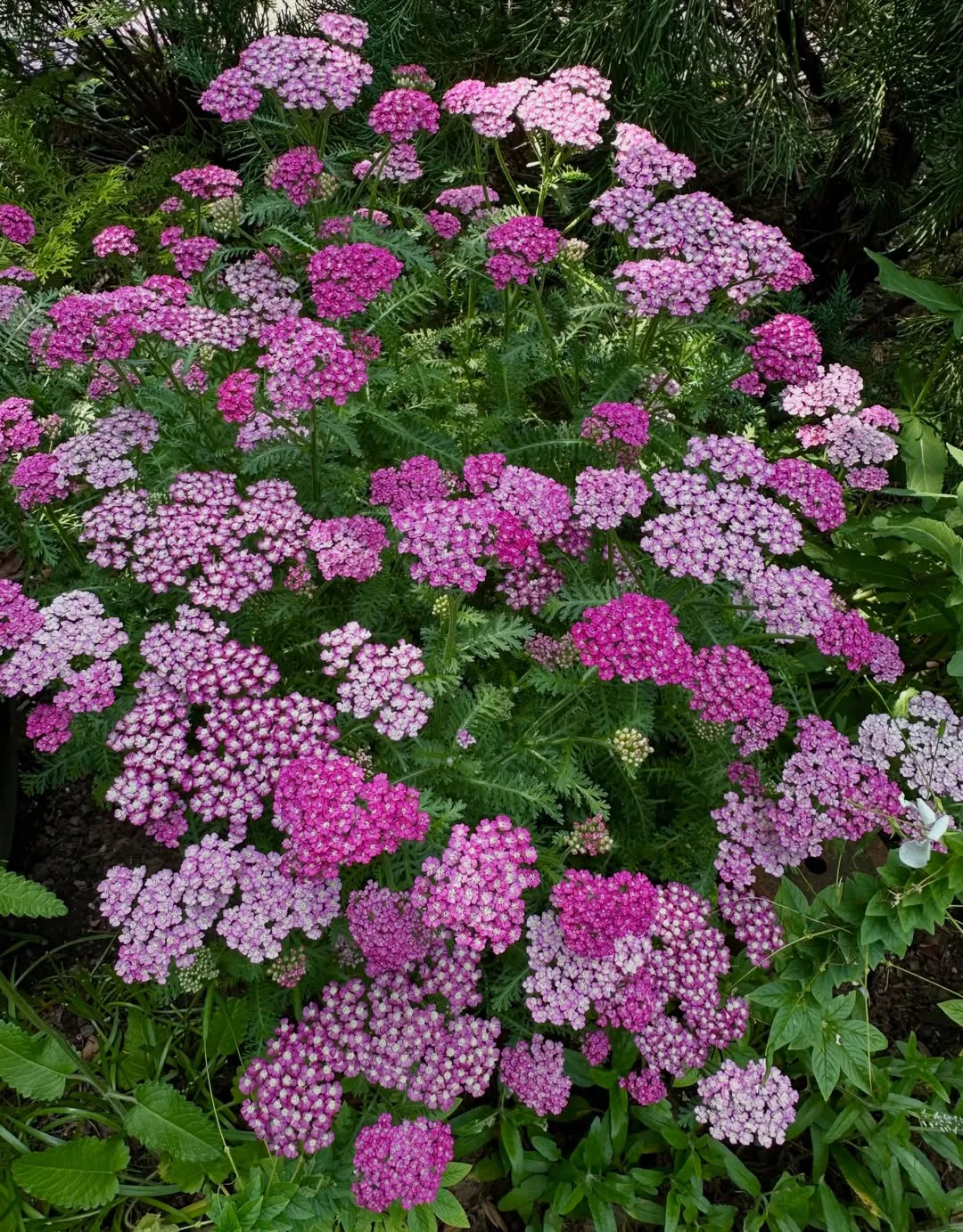 Yarrow (Achillea)