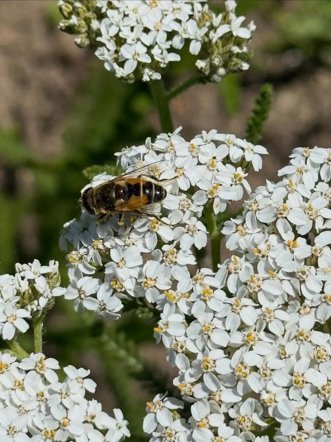 Yarrow