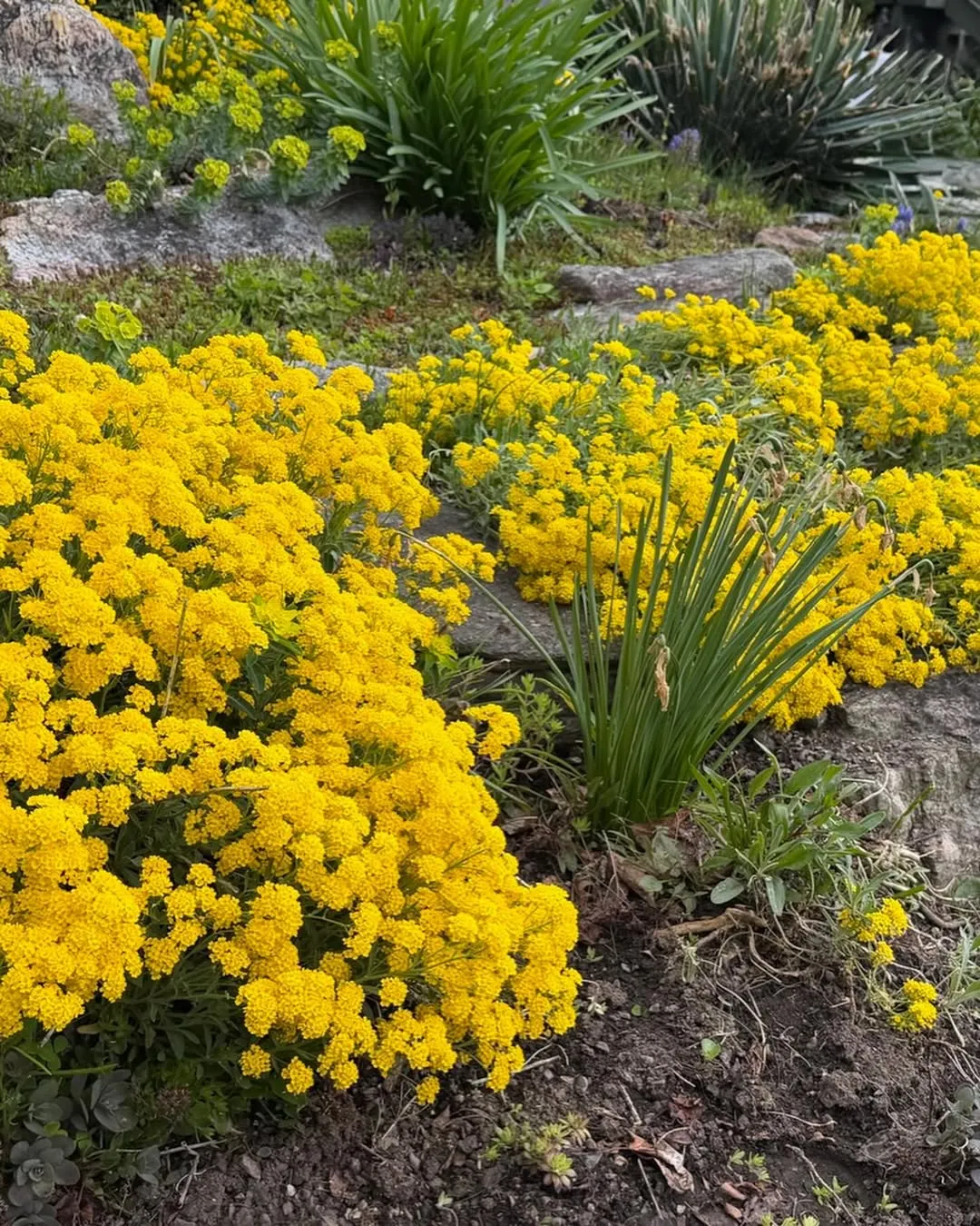 Yellow Alyssum