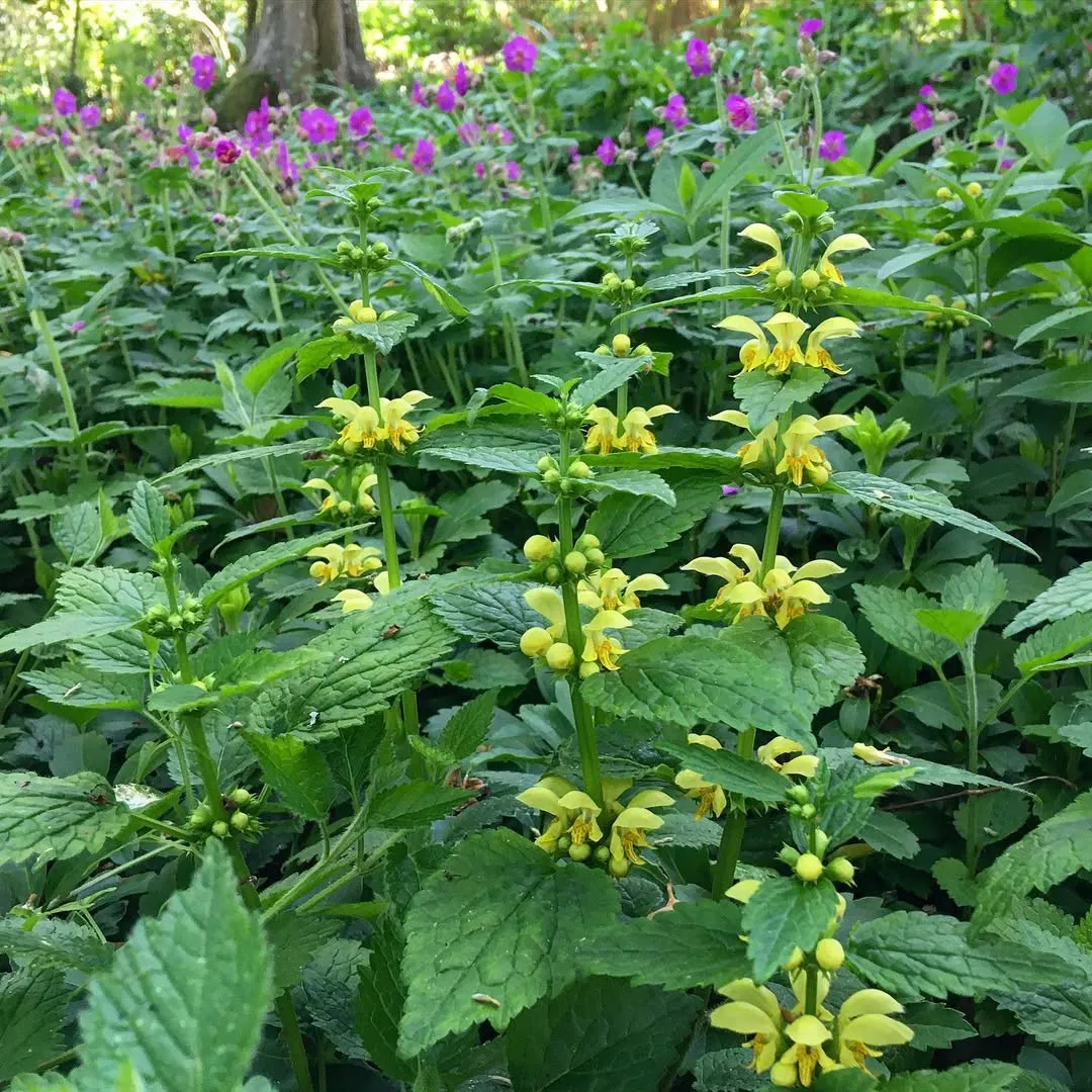 Yellow Archangel