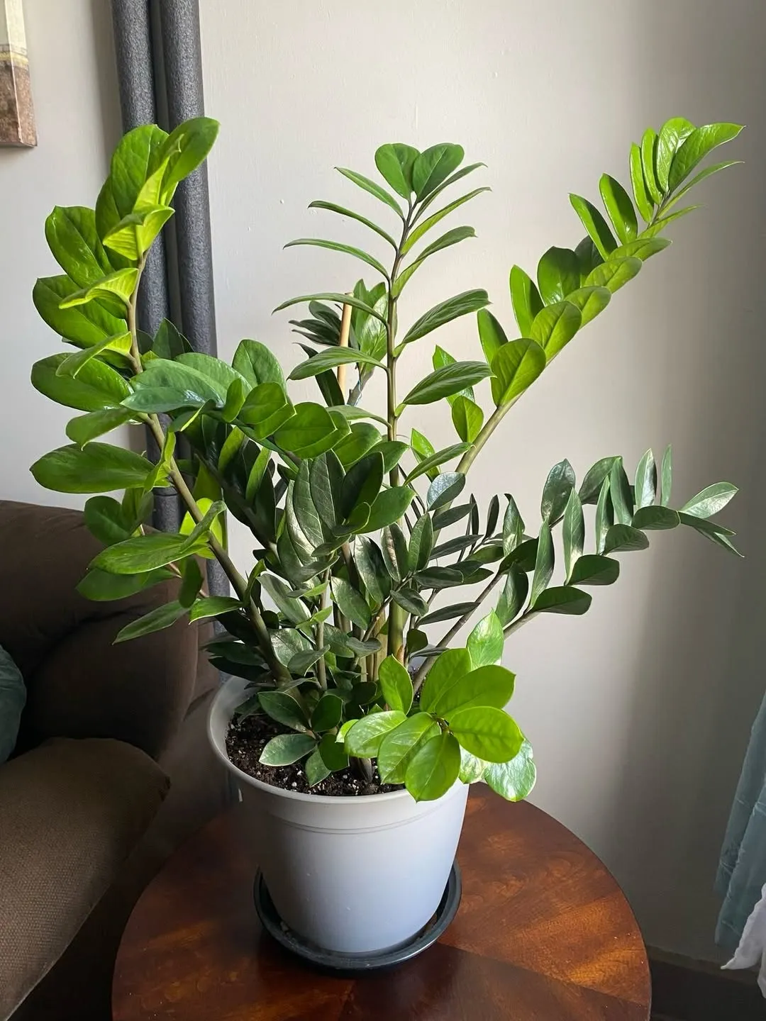 ZZ Plant (Zamioculcas Zamiifolia)