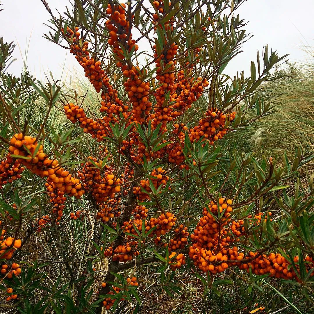 Buckthorn Are Plants That Blocks Sunlight Buckthorn Are Plants That Blocks Sunlight