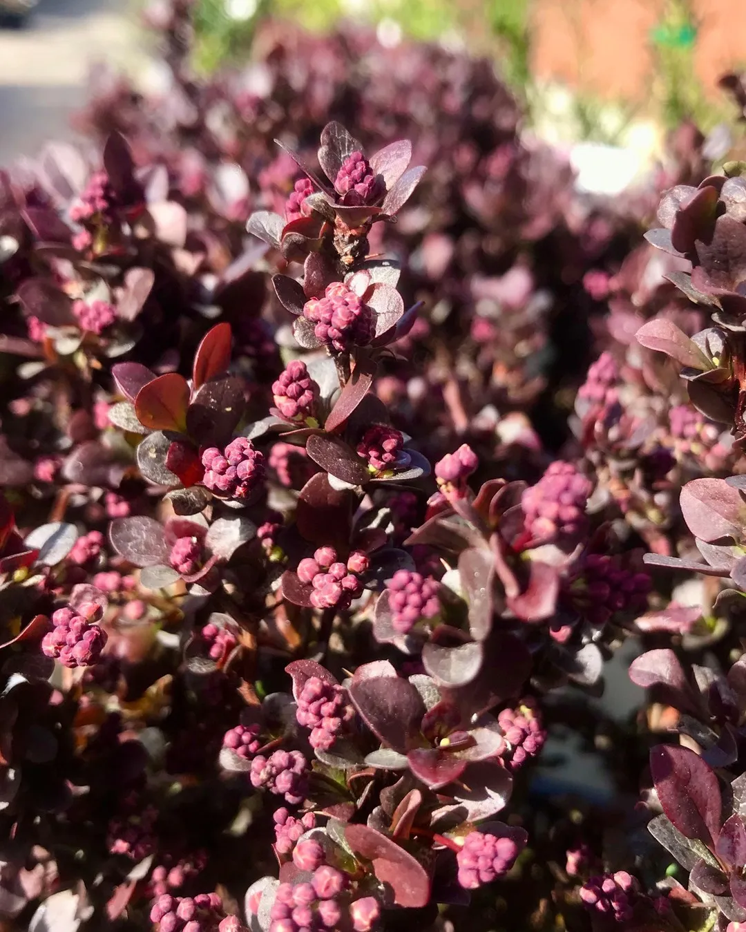 Barberry is Among the Most Aggressive Plants Barberry is Among the Most Aggressive Plants