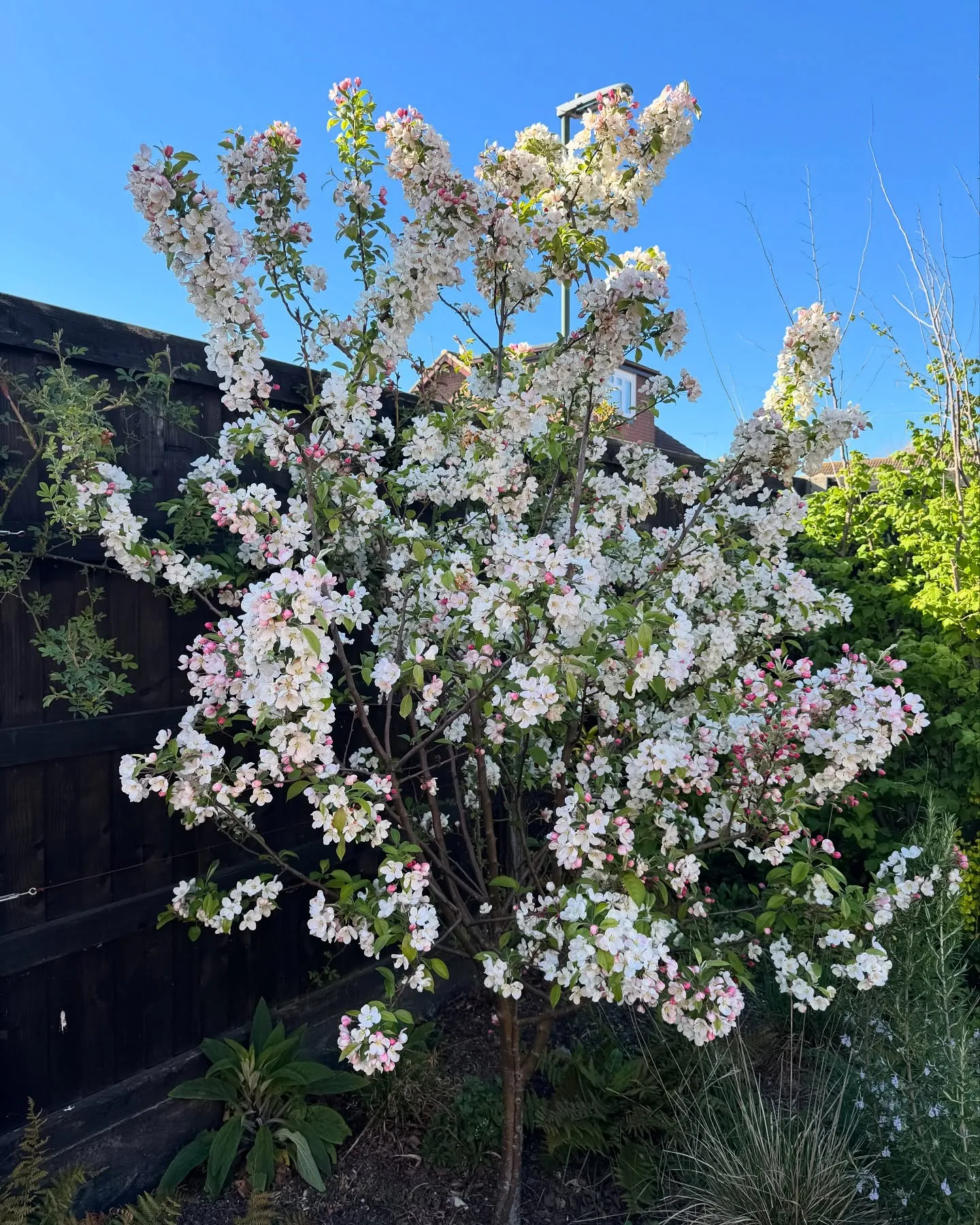 Crab Apple Trees Easily Develop Mildew Crab Apple Trees Easily Develop Mildew