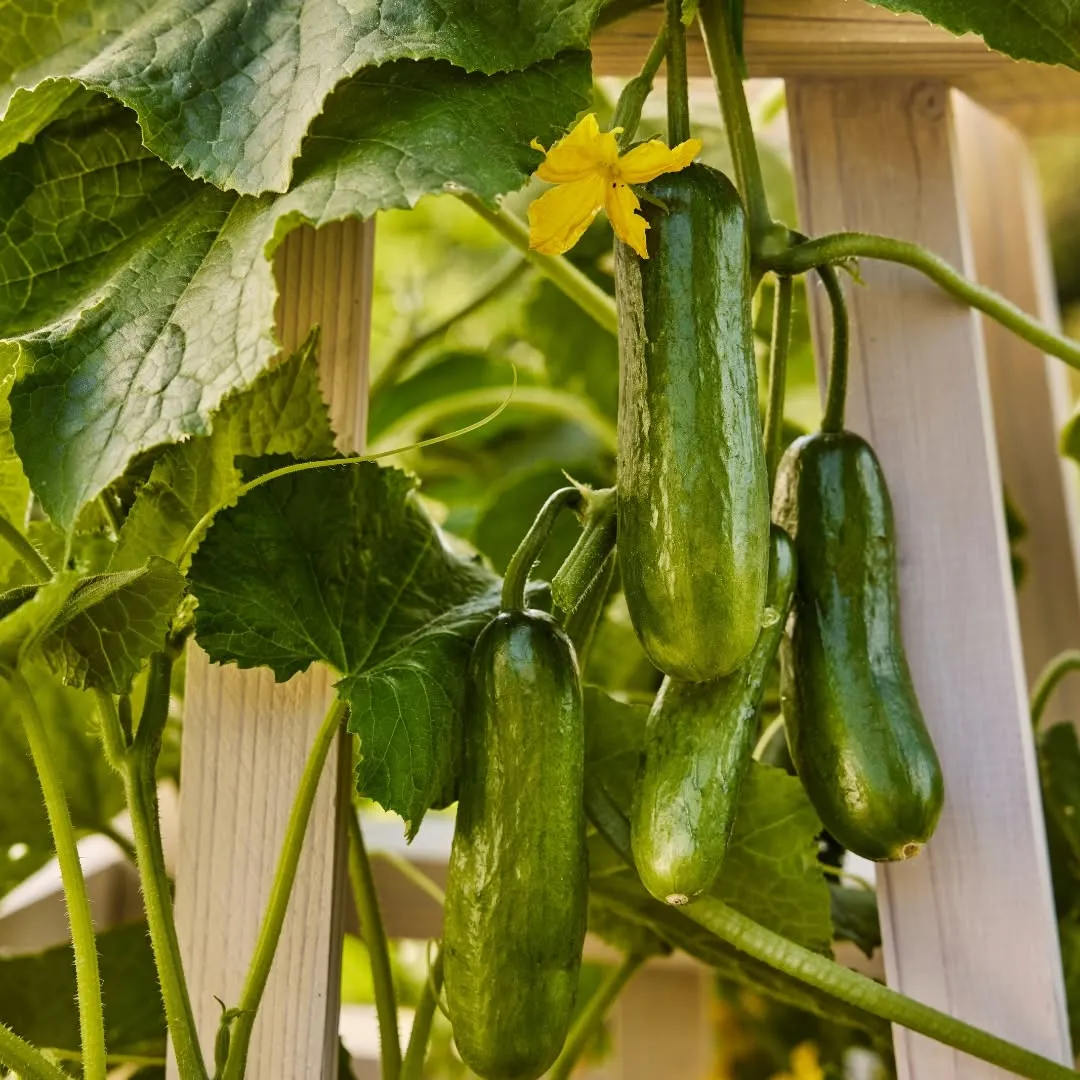 Cucumbers Are A Heavy Feeder Plant Cucumbers Are A Heavy Feeder Plant