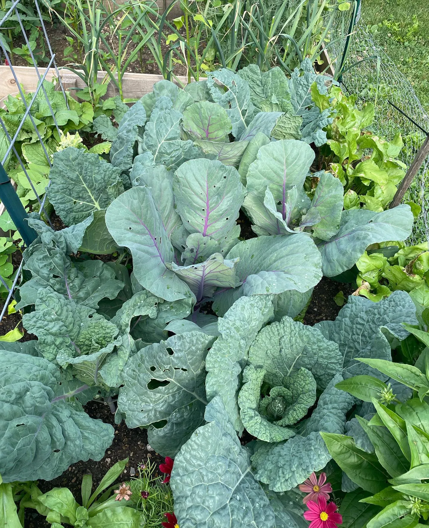 Cabbage Among the Listed Vegetables Cabbage Among the Listed Vegetables