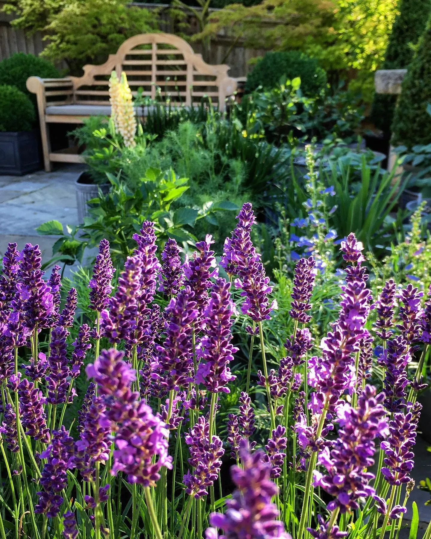 Lavender is the one That Grow in the Dry Conditions Lavender is the one That Grow in the Dry Conditions