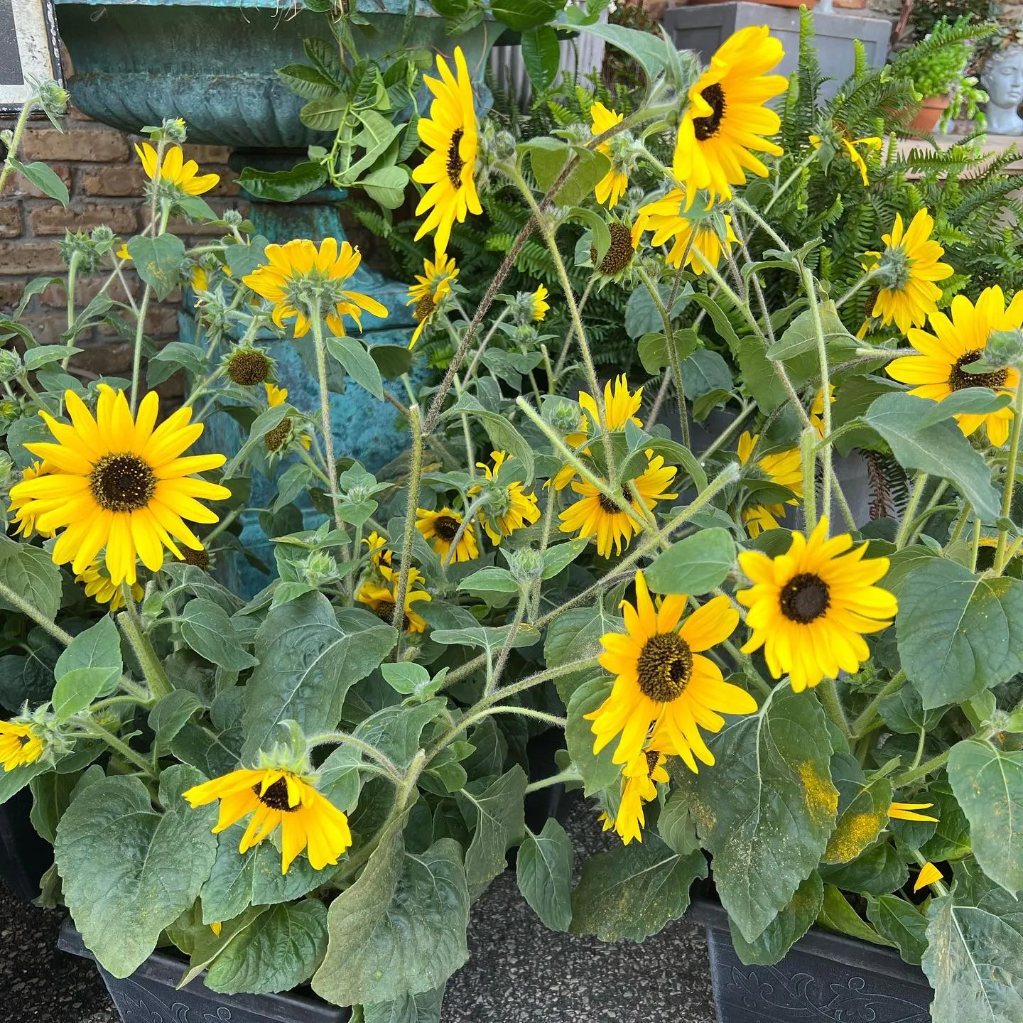 Sunflowers are Allelopathic Plants Sunflowers are Allelopathic Plants