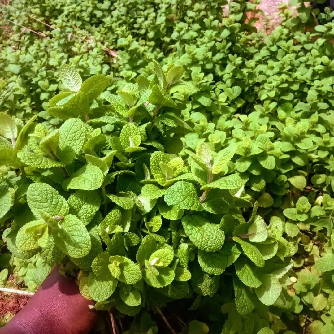 Apple Mint From the Mint Family Spreads too Fast Apple Mint From the Mint Family Spreads too Fast