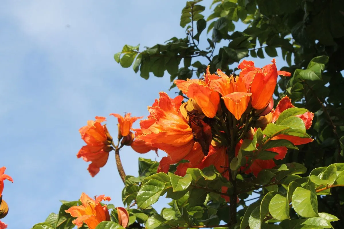 African Tulip Tree