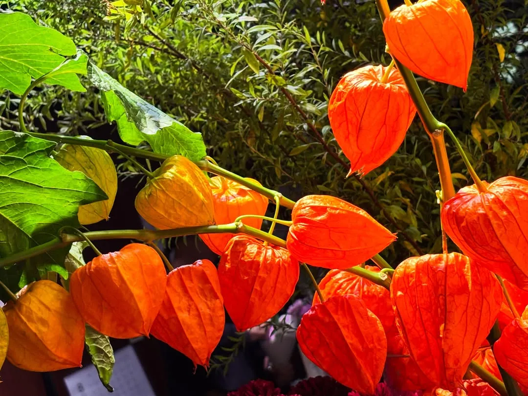 Chinese Lantern Plant Varieties