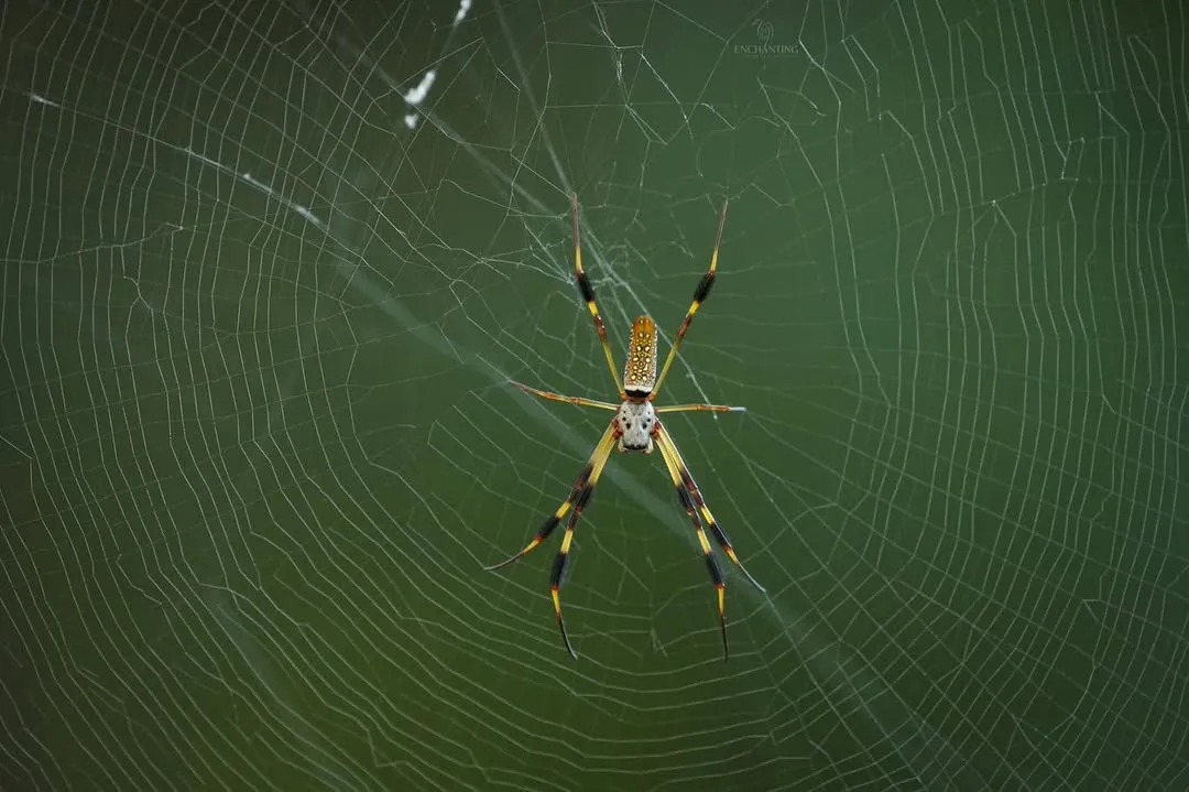 Do Spiders Hate the Smell of Lysol