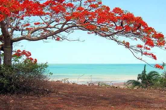 Royal Poinciana Tree Care