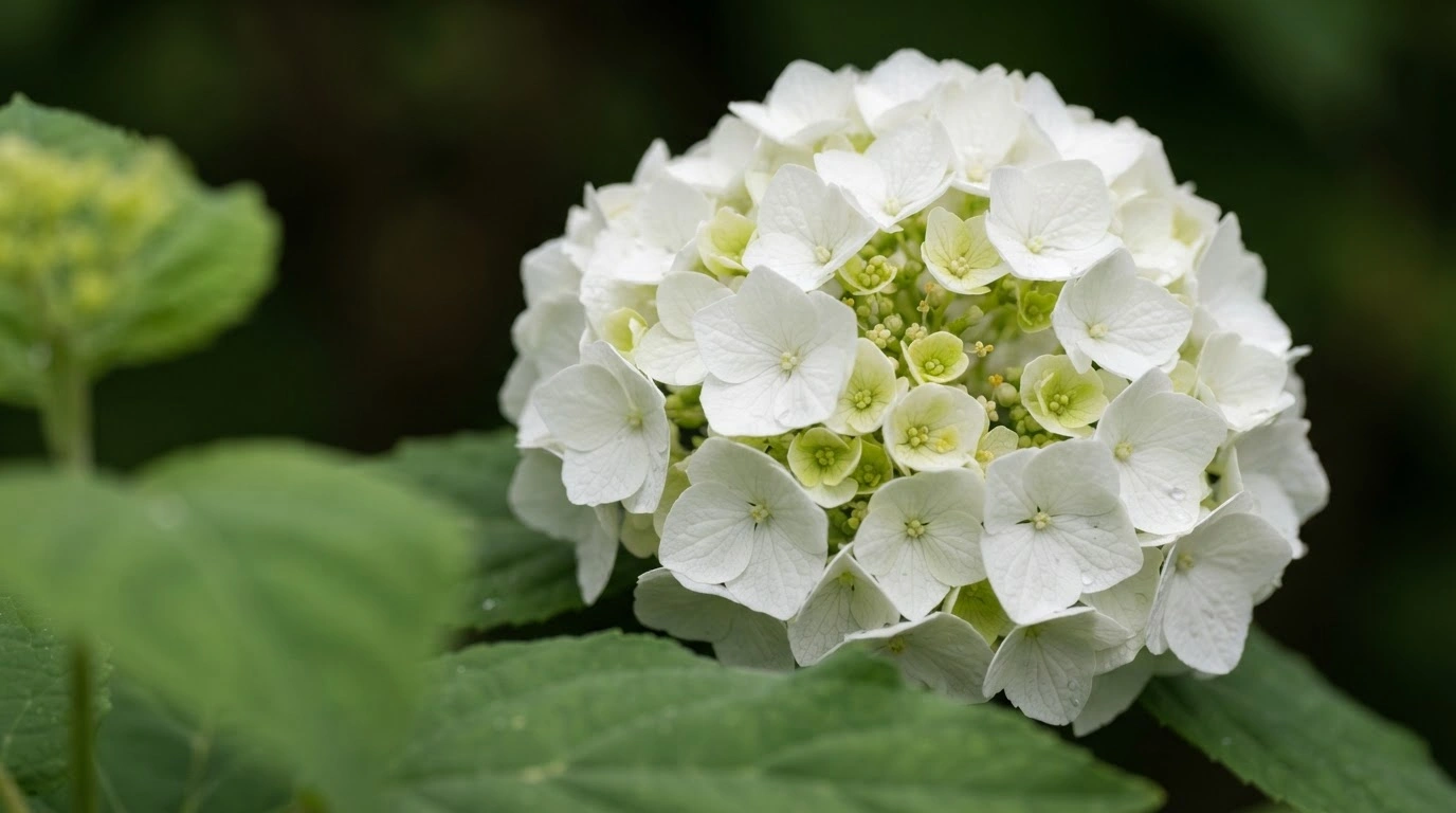 Viburnum Macrocephalum