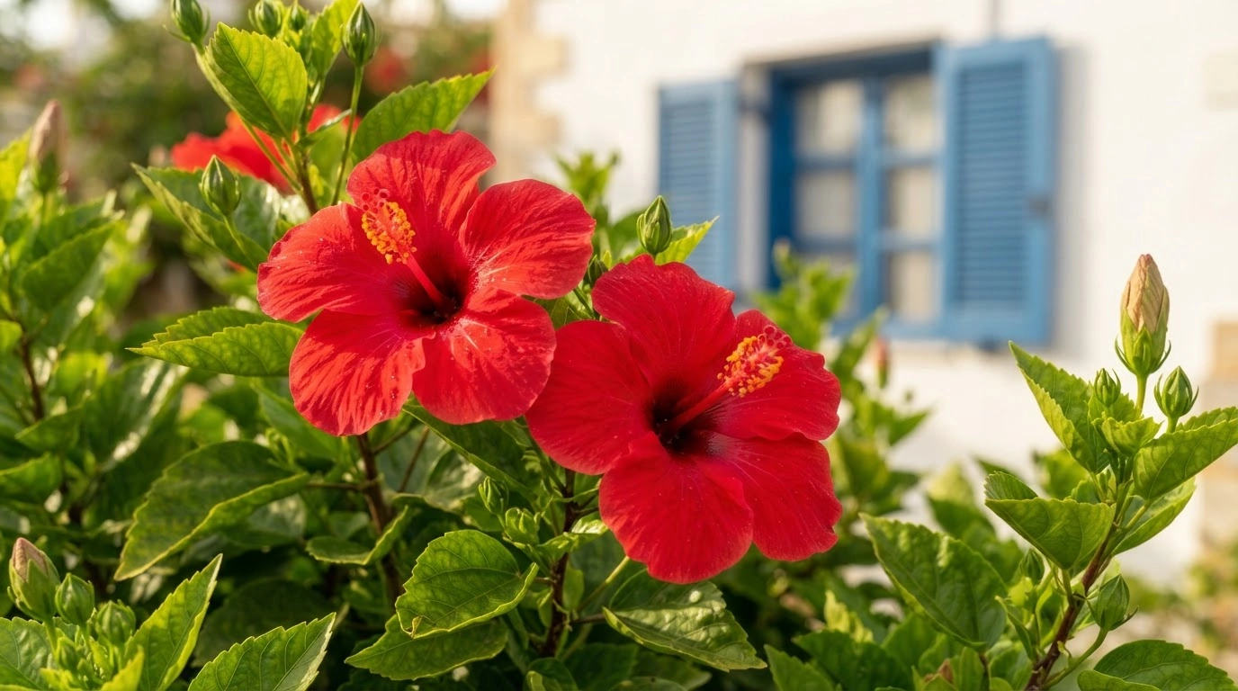 What is the Best Fertilizer for Hibiscus