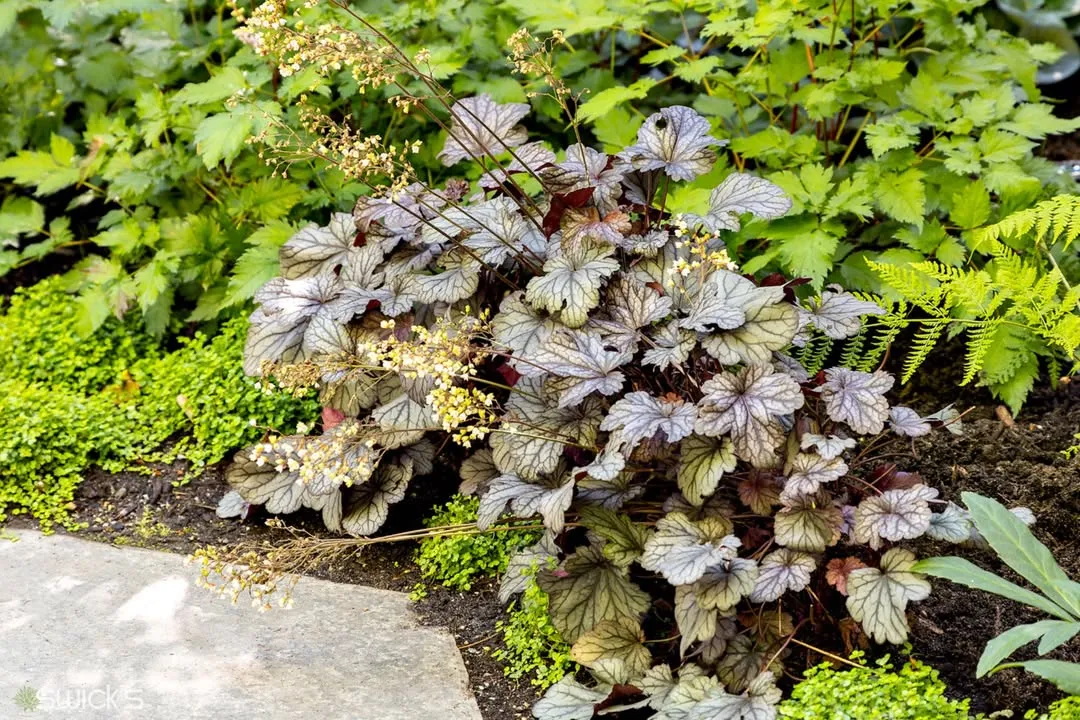 What to Plant With Heuchera​