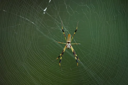 Do Spiders Hate the Smell of Lysol